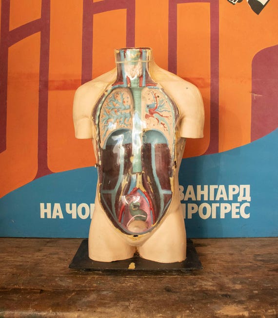 Lifesize Vintage Anatomical Model of Human Torso 1980s