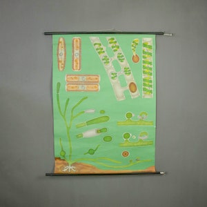 Poster Hagemann vintage des années 1970 représentant Algea, Jung Koch Poster biologique vintage