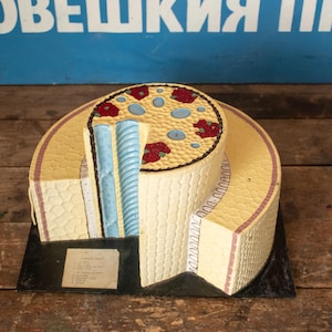 Op de afbeelding: Een vintage anatomisch model van een dwarsdoorsnede van een plantenstengel. Het model is gemaakt van geverfd gips en toont de verschillende lagen van de stengel, inclusief de vaatbundels, merg en schors. Het model is een leermiddel voor studenten biologie.