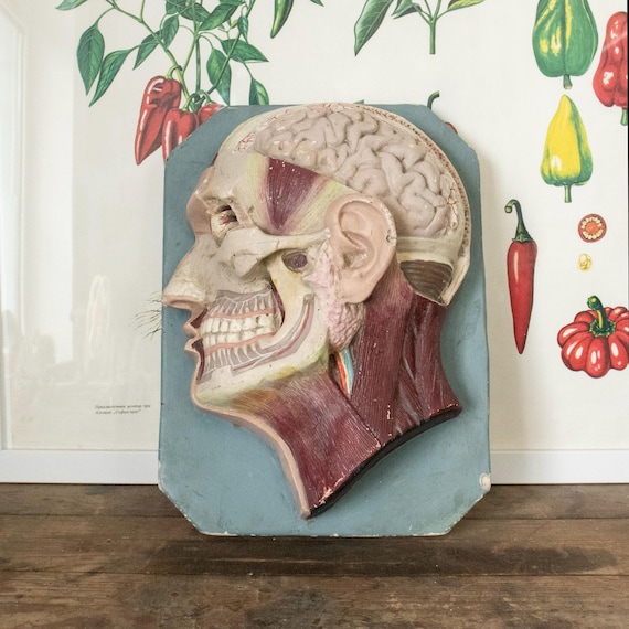 Antique Bulgarian Plaster Anatomical Model – Human Head Cross-Section