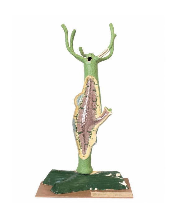 Vintage Celluloid Anatomy Model of a Hydra