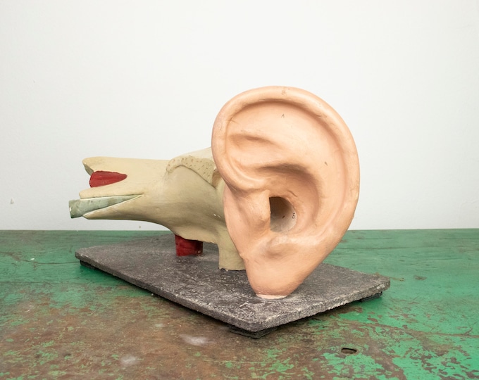 Vintage Human Anatomy Model of Ear