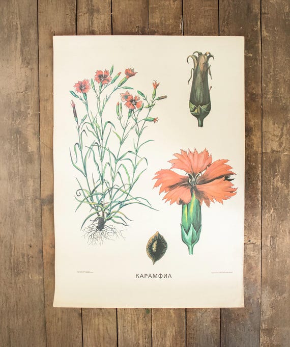 Vintage Bulgarian School Botanical Print – “Карамфил” (Carnation)