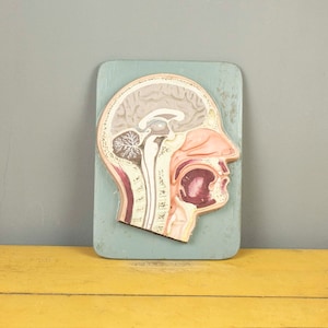 Vintage Plaster Human Head Cross Section Anatomy Model