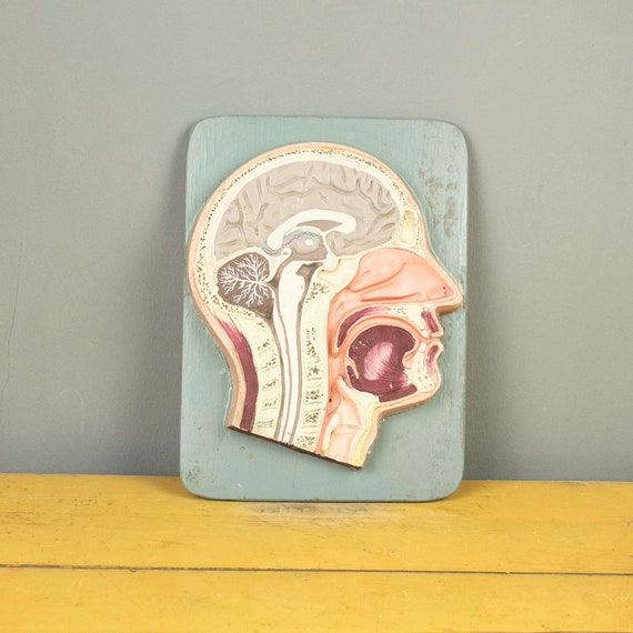 Vintage Plaster Human Head Cross Section Anatomy Model