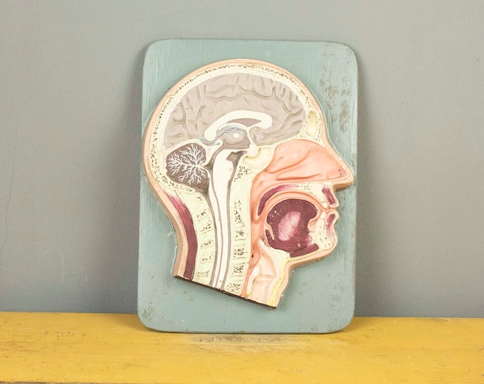 Vintage Plaster Human Head Cross Section Anatomy Model