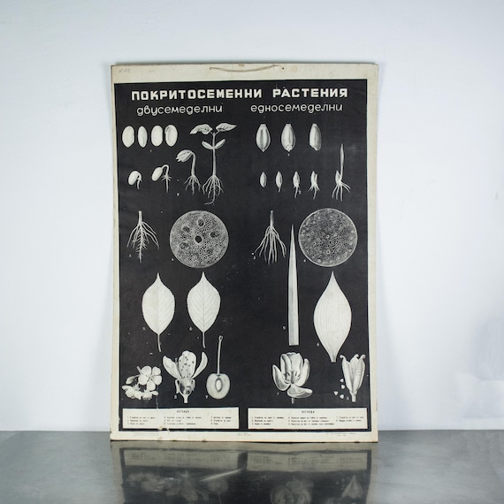 Vintage Bulgarian Botanical School Chart