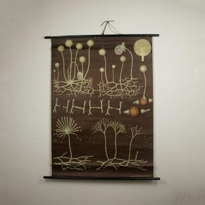 Vintage anni '70 Hagemann Poster Stampo Funghi, Poster vintage di Jung Koch