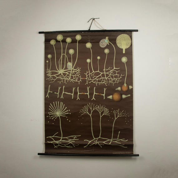 Vintage 1970s Hagemann Poster Mold Fungi, Jung Koch Vintage Poster