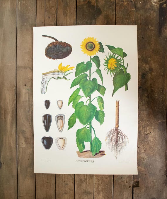 Vintage Bulgarian School Botanical Print – “Слънчоглед” (Sunflower)