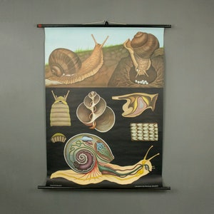Poster vintage anni '70 Hagemann di anatomia della lumaca da giardino, Jung Koch Poster zoologico vintage di gasteropode