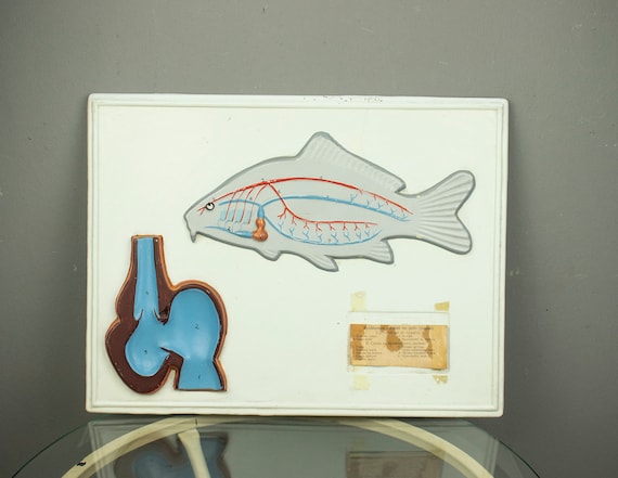Vintage Zoology Board Circulatory System of a Fish
