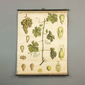 Cuadro de la antigua escuela botánica de la planta de la vid (Vitis vinifera) de la década de 1900