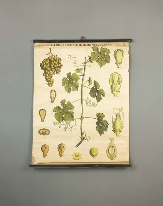 Antique Botanical School Chart of the Vine Plant  (Vitis vinifera) 1900s