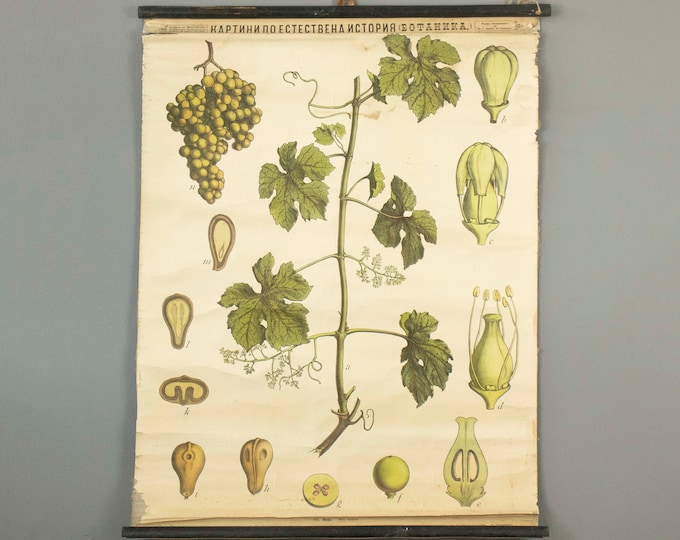 Antique Botanical School Chart of the Vine Plant  (Vitis vinifera) 1900s