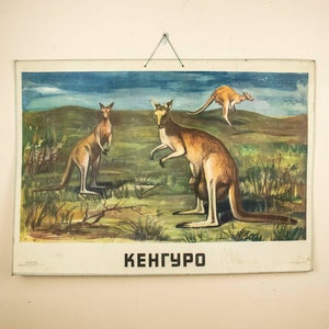 Grande affiche d'école vintage kangourou, affiche zoologique, affiche d'école des années 1960 kangourou