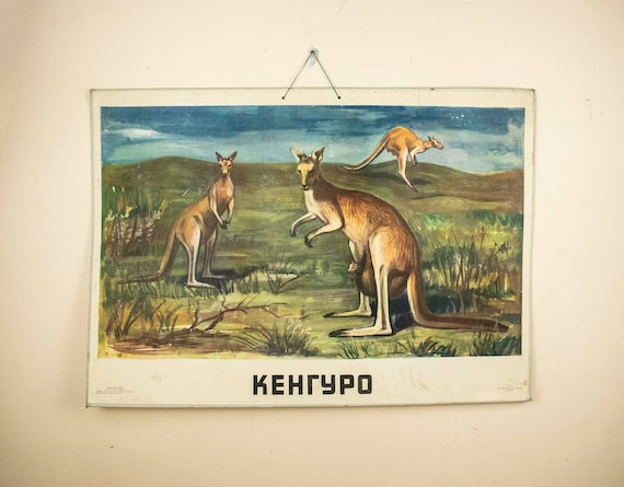 Large Vintage School Poster Kangaroo, Zoological Poster, 1960s School Poster Kangaroo