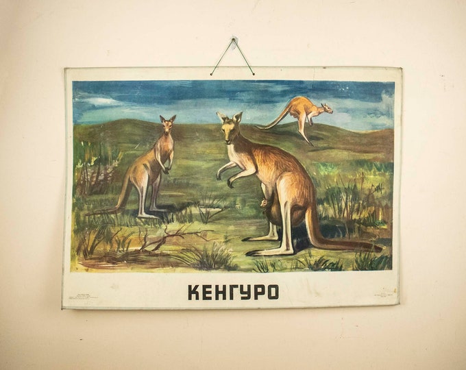 Large Vintage School Poster Kangaroo, Zoological Poster, 1960s School Poster Kangaroo