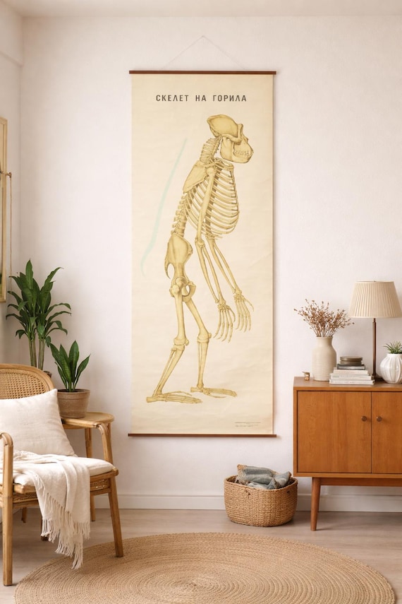 Vintage Zoology School Chart – Gorilla Skeleton