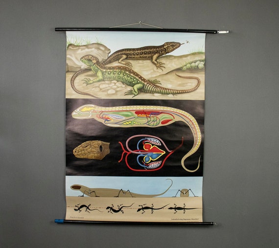 Vintage 1970s Hagemann Poster of Anatomy of Lizard, Jung Koch Vintage Zoological Poster of a Lizard