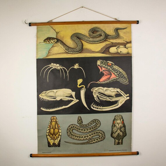 Vintage 1960s Hagemann Poster of Anatomy of a Snake