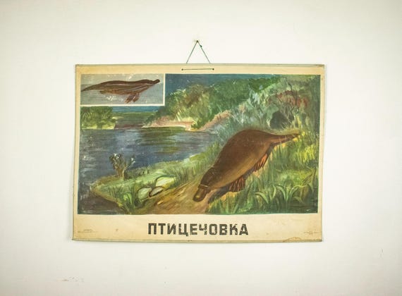Large Vintage School Poster Platypus, Zoological Poster, 1960s School Poster Platypus