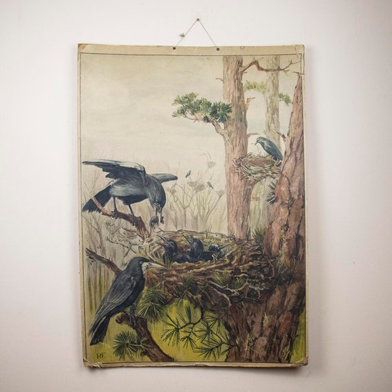 Educational Zoological School Poster about Crows, Vintage Animal Poster, Raven Zoological Poster
