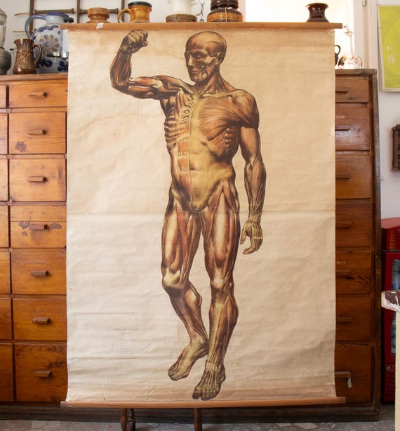 Vintage Bulgarian Anatomy Poster: Human Muscles, Large 1950s Anatomy Chart