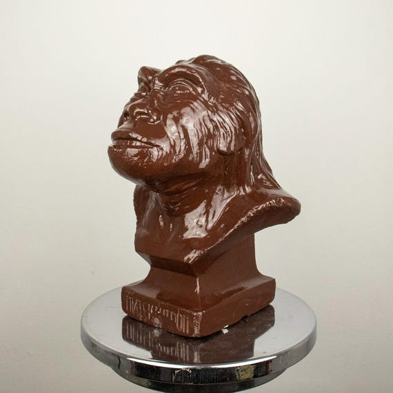 Vintage Educational Plaster Bust of Pithecanthropus (Java Man) – Unique Anthropology Decor
