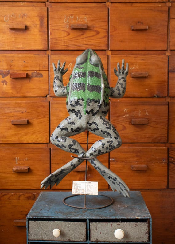 Vintage Celluloid Frog Anatomy Model on Original Metal Stand