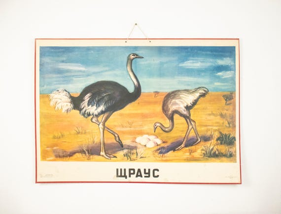 Large Vintage Ostrich School Poster, Zoological Chart, 1960s