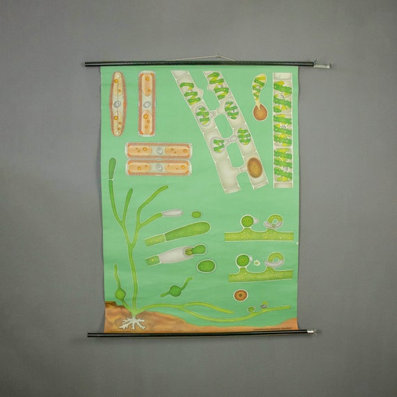 Vintage 1970s Algae Hagemann Biological Poster, School Chart