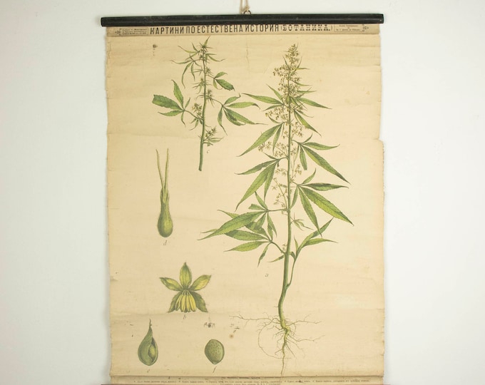 Antique Botanical School Chart of the Cannabis Plant  (Cannabis sativa) 1900s