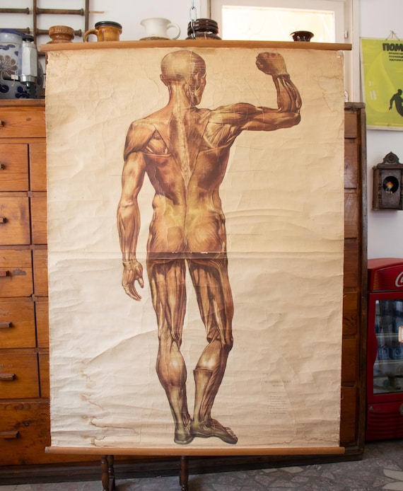 Vintage Bulgarian Anatomy Poster Human Muscles Back View