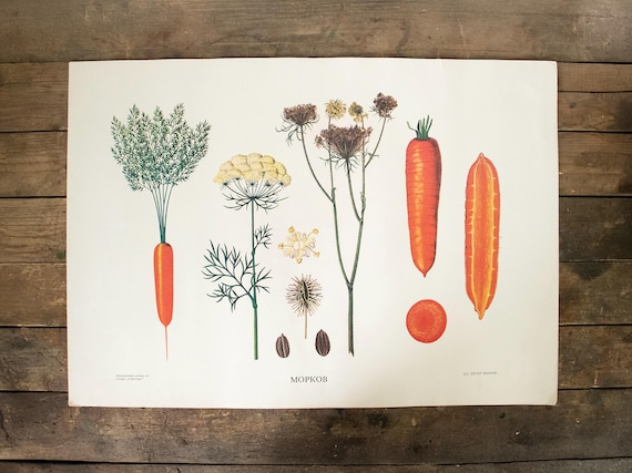 Vintage Bulgarian Botanical School Poster – "Царевица", Corn