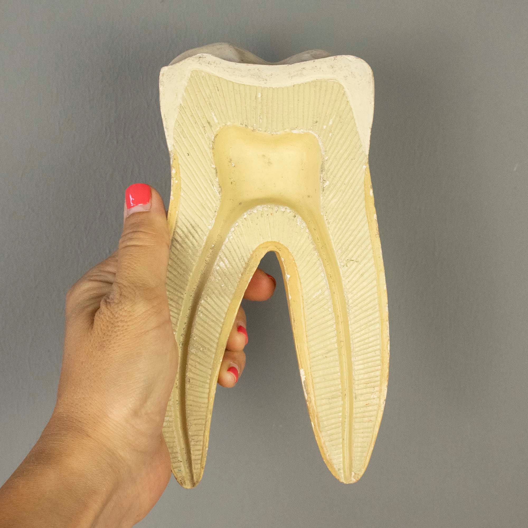 Human Teeth Molar Incisor Canine Structure Anatomy Set Of