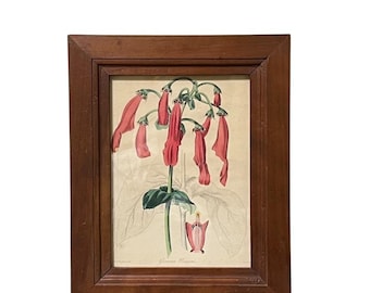 F. W. Smith Hand Colored Gesneria cooperi 1834 Paxton's Botanical Magazine Vtg
