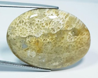 38.73 Carat Brown Color Coral Fossil Specimen Stone. Genuine Earth Mined Fossil. Untreated. Beige and White Stone. Collector Cabochon.
