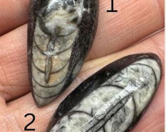 Orthoceras Fossil. 35 Carats. Earth Mined Fossil. Untreated. 37 x 14.9 x 8.7mm. Rough Faceted Domed.