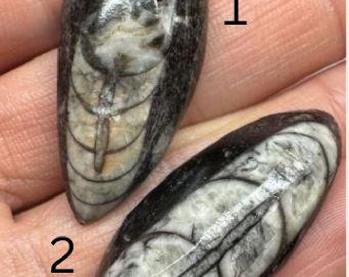 Orthoceras Fossil. 35 Carats. Earth Mined Fossil. Untreated. 37 x 14.9 x 8.7mm. Rough Faceted Domed.