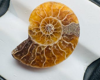 6.40 Carat Ammonite Fossil. Genuine Fossil Specimen. Excellent Condition. Collection and Jewelry. Ammolite Precursor. Rare Fossil