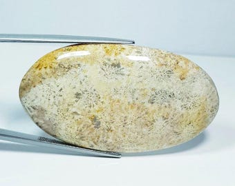 69.08 Carat White Color Coral Fossil Specimen Stone. Genuine Earth Mined Fossil. Untreated. Beige and White Stone. Collector Cabochon.