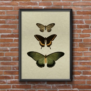 Old vintage Illustrations of insects-three butterflies image 2