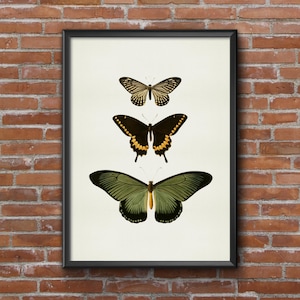 Old vintage Illustrations of insects-three butterflies image 1