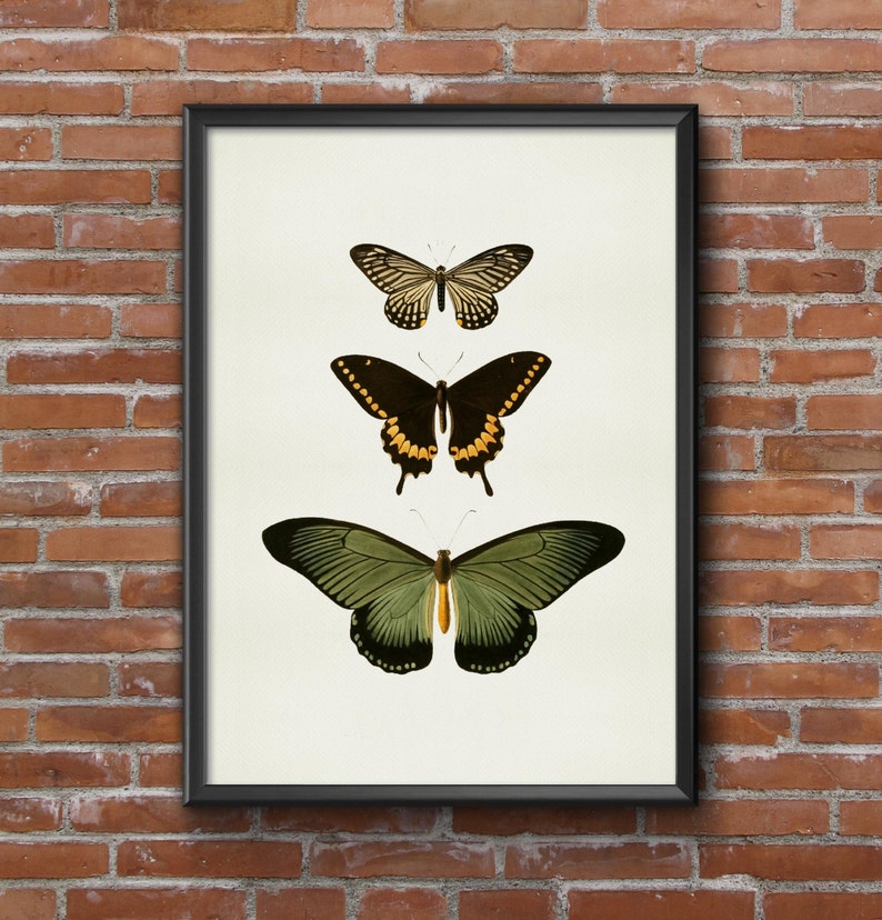 Old vintage Illustrations of insects-three butterflies image 1