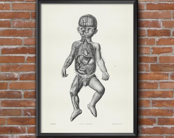 Old vintage Illustrations of Anatomy-Anatomy-medical Prints Baby Organs