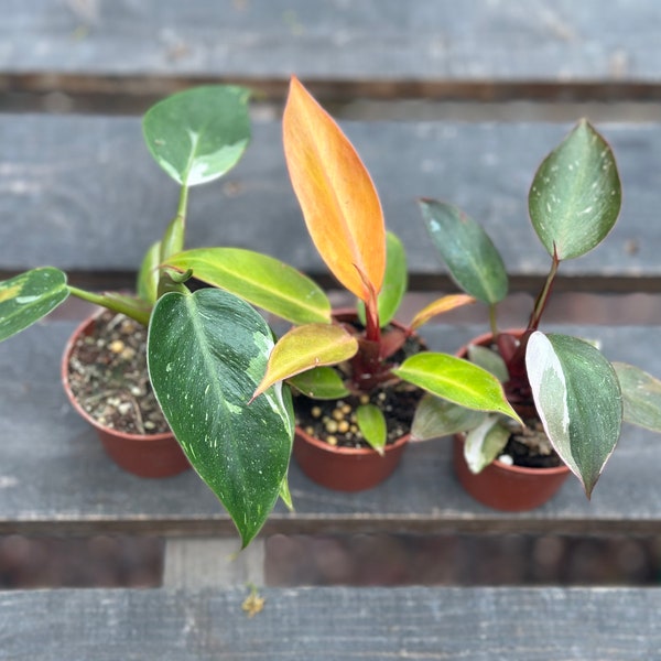 3 Philodendron Variety Pack! Pink Princess, White Princess, and Red Sun well rooted in a 2 inch pot