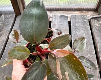 Philodendron 'Pink Princess' PPP well rooted in a 2 inch pot