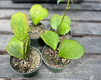 Hoya Kerri 4 inch pot multi leaf