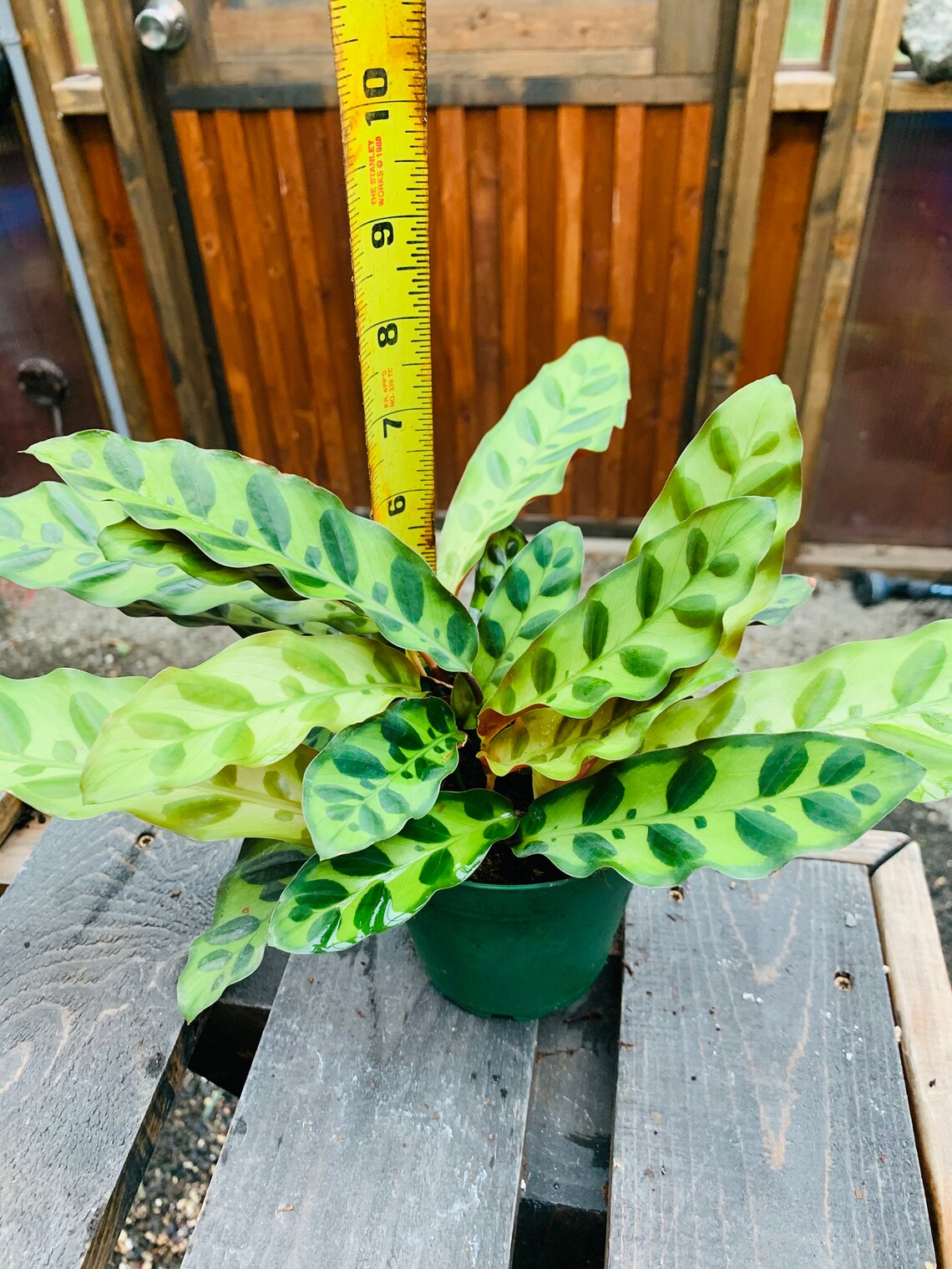 Calathea Lancifolia Rattlesnake Prayer Plant Etsy
